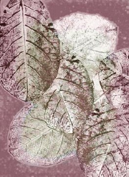 (c) 1998 Rosa Borras