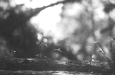 Sin titulo I (c) Ana Valia Diaz